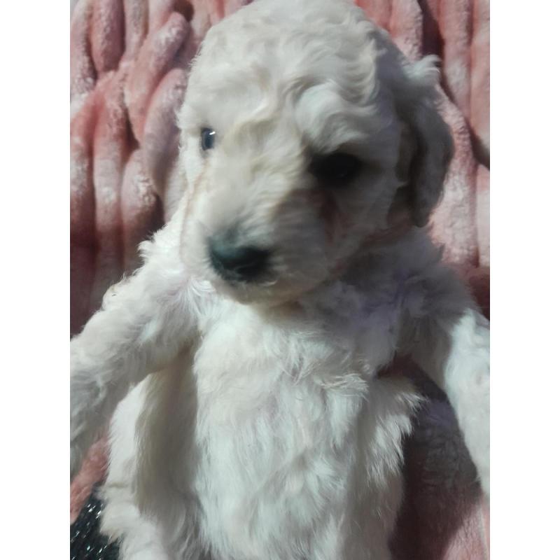 Caniches - 6