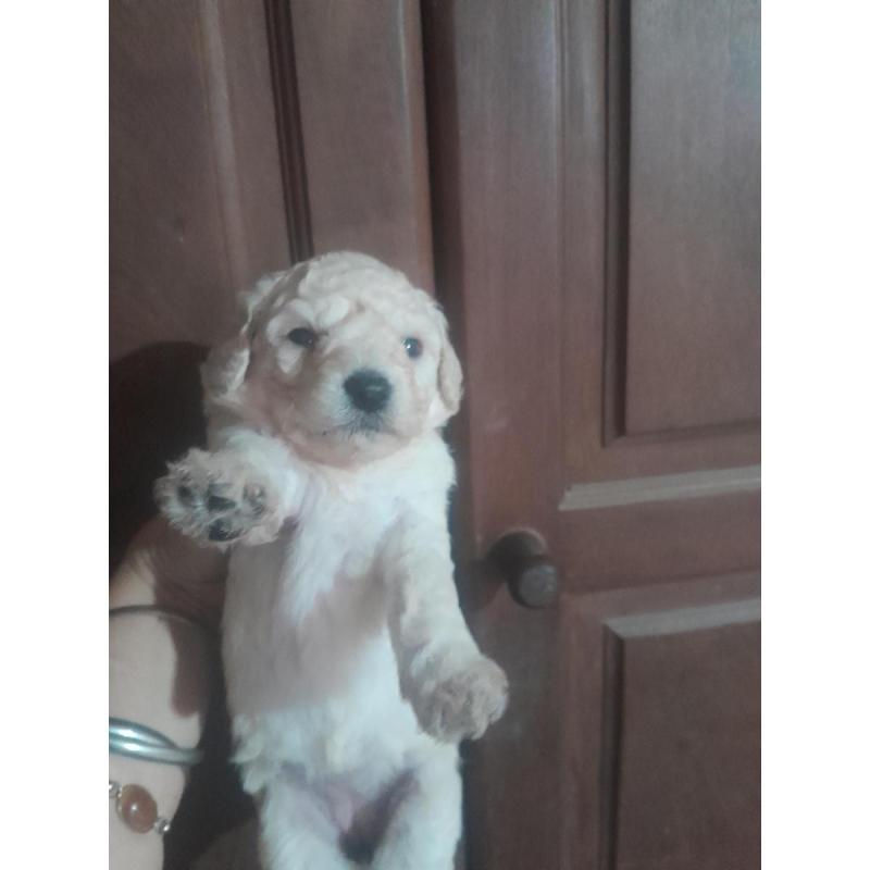 Caniches - 7