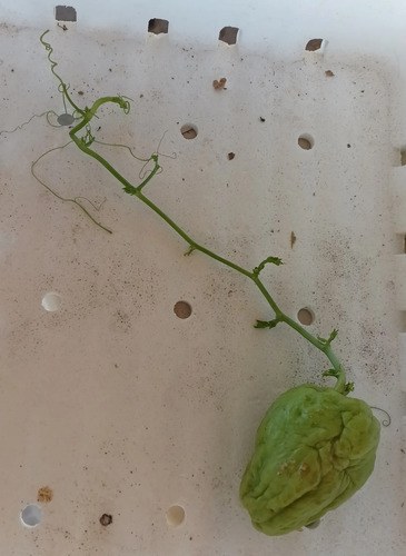 Planta Papa Del Aire - Yuyu - Chayote X 2 Unidades