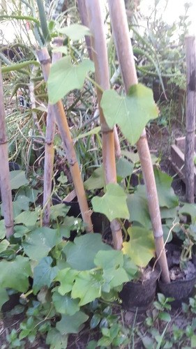 Planta Papa Del Aire - Yuyu - Chayote X 2 Unidades - 2