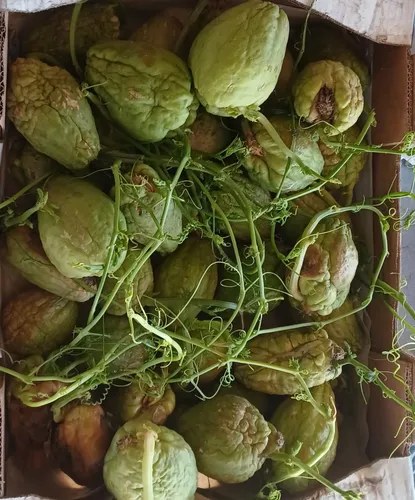 Planta Papa Del Aire - Yuyu - Chayote X 2 Unidades - 3