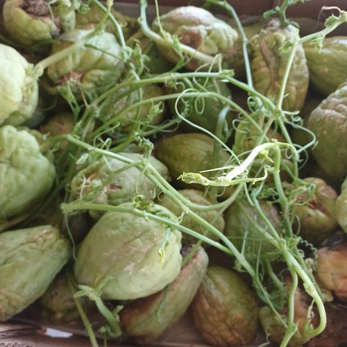 Planta Papa Del Aire - Yuyu - Chayote X 2 Unidades - 4