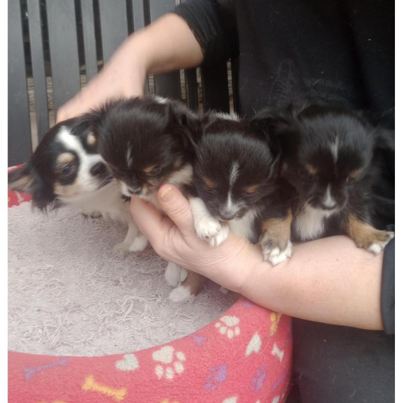 Mini Chihuahua Cachorros Pelo Largo