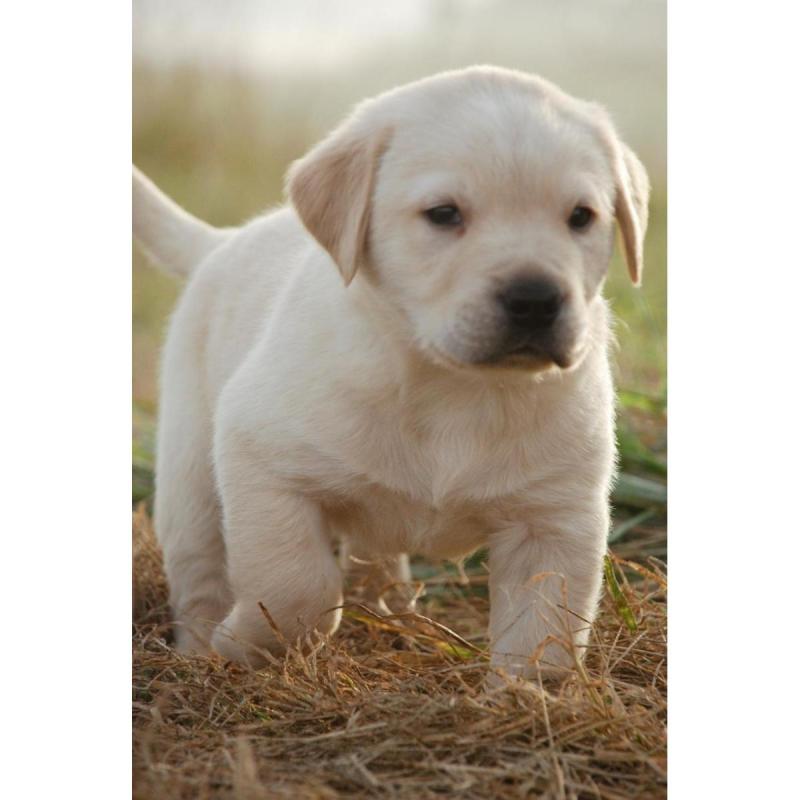 Cachorros labradores retriever