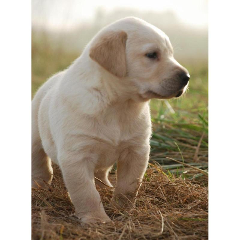 Cachorros labradores retriever - 2