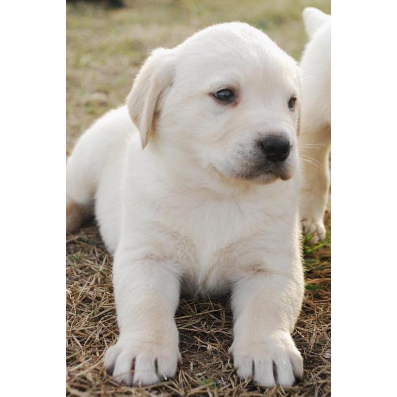 Cachorros labradores retriever - 3