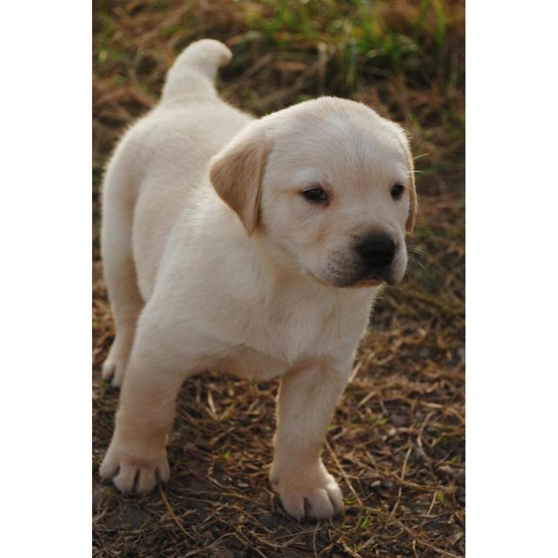 Cachorros labradores retriever - 4