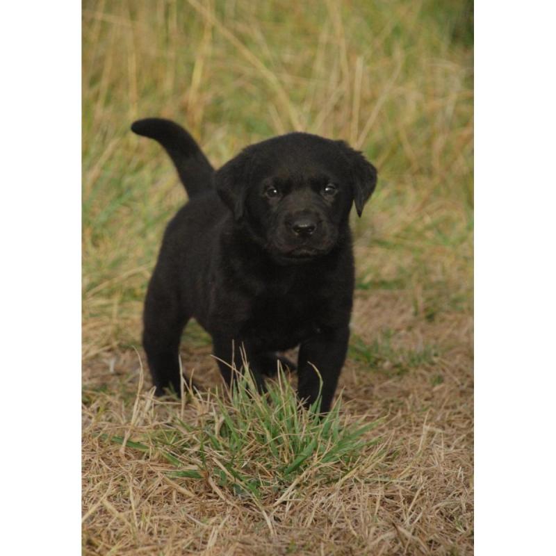 Cachorros labradores retriever - 5