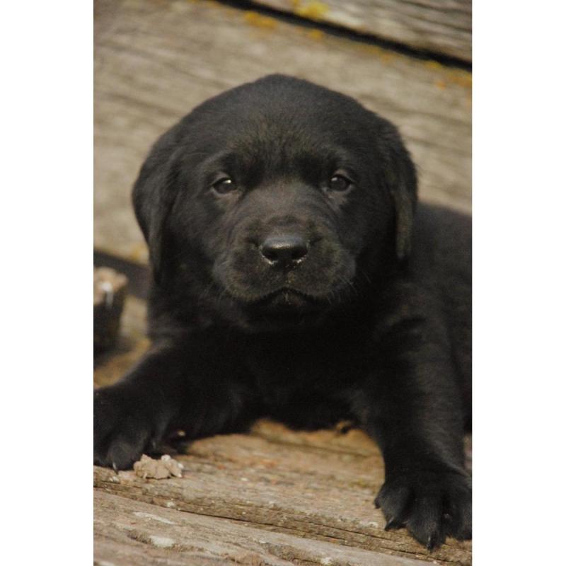 Cachorros labradores retriever - 6