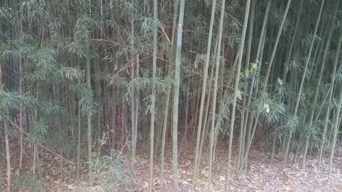 100 Cañas De Bambú Verdes De 2 Metros De Largo Y 3 A 4cm C/u Verde Musgo - 9