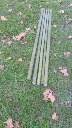 100 Cañas De Bambú Verdes De 2 Metros De Largo Y 3 A 4cm C/u Verde Musgo - 10