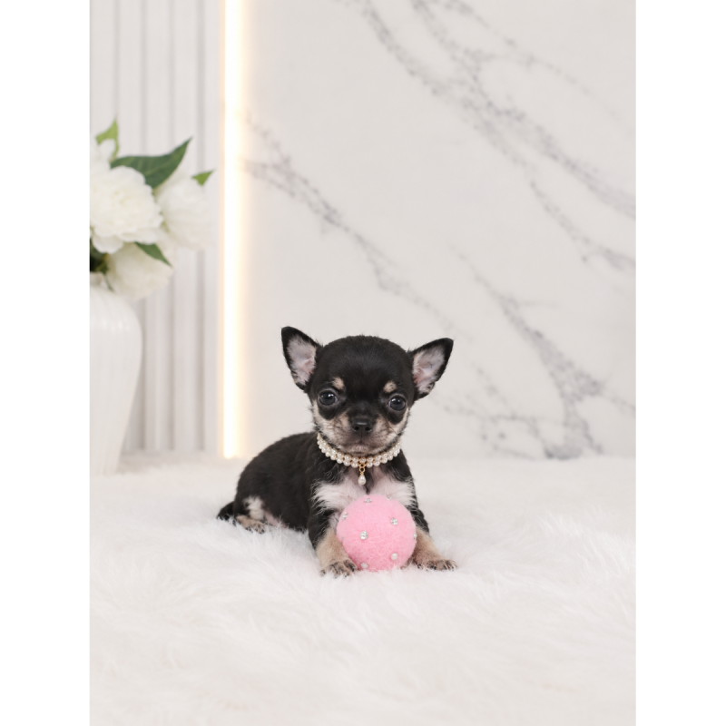 Chihuahua Cabeza de Manzana Hembrita