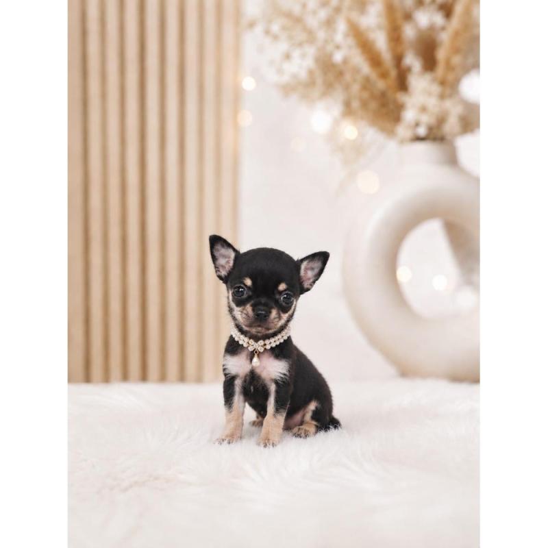 Chihuahua Cabeza de Manzana Hembrita - 2