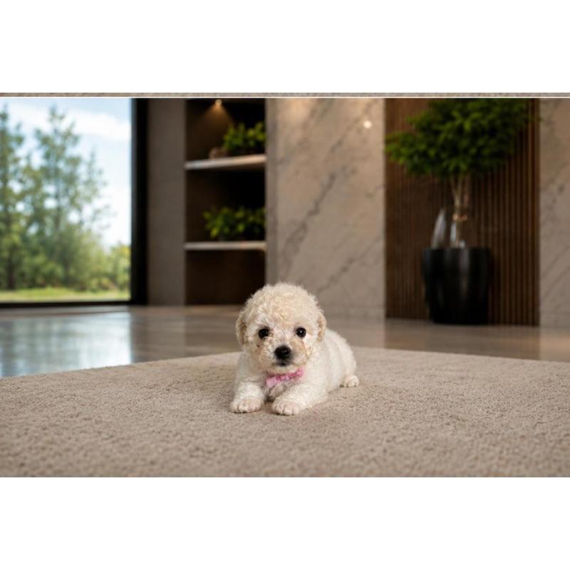 Caniche Hembra mini toy