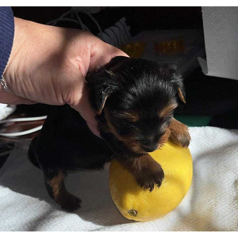 Shorkshire mini macho
