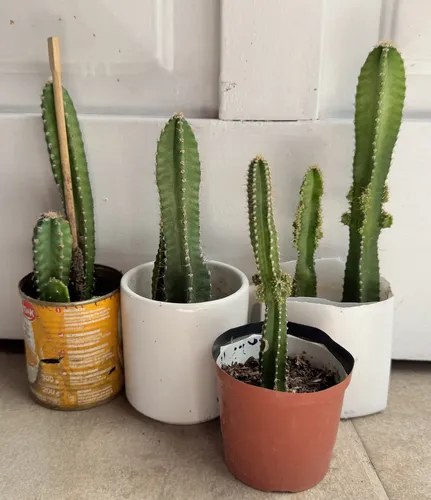 Cactus Euphorbia Trigona 30 Cm - 1 Planta Interior Exterior Violeta