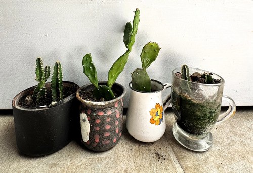 Cactus Euphorbia Y-o Nopal De 3 A 10 Cm 4 Plantas A Eleccio Amarillo