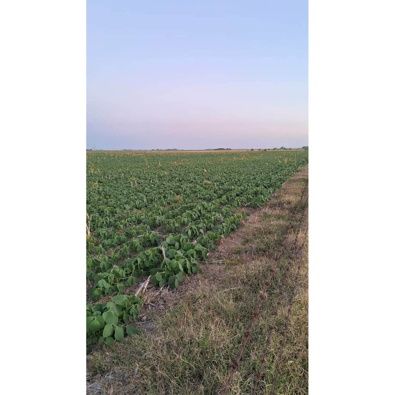 195 Has agrícolas en Baigorrita Bs As