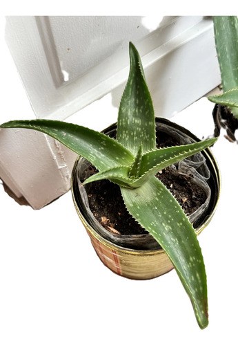 Planta Aloe Conocida Como Aloe Saponaria- Chica De Las Foto Coral Claro