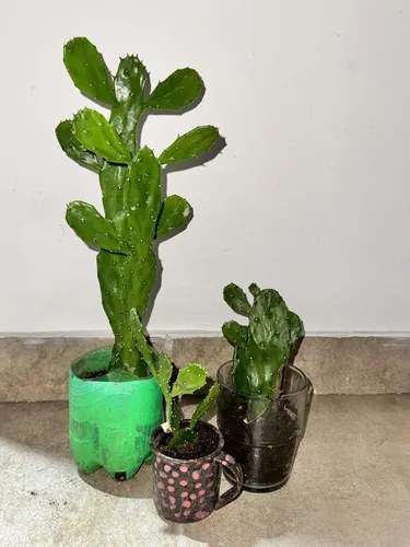 Planta Cactus Nopal Opuntia De 5 A 20 Cm 2 Maceta Reciclada Amarillo