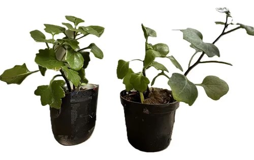 Planta Dolar Atrae Prosperidad Dinero 1 Plantín Aloe Sucule Naranja Claro