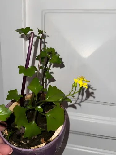 Planta Dolar Prosperidad O Dinero Tamaño Mediano Amarillo