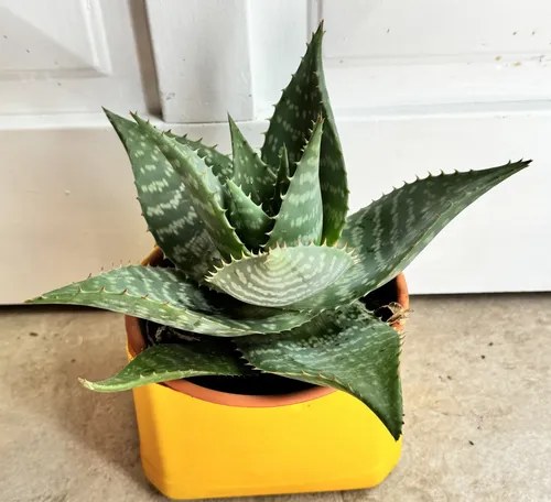 Planta Suculenta Aloe Tigre Decorativa Interior Unico Coral Claro