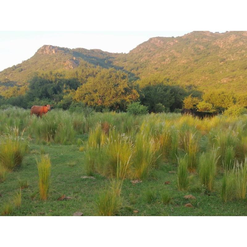 Lote 1500m2 agua+kit solar Panaholma Córdoba - 9
