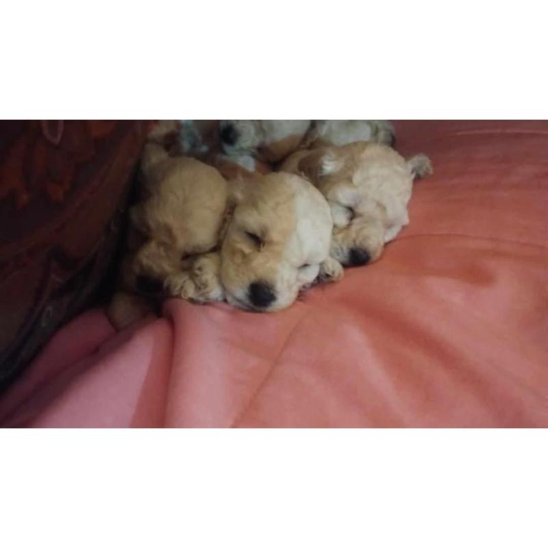 Caniche Toy