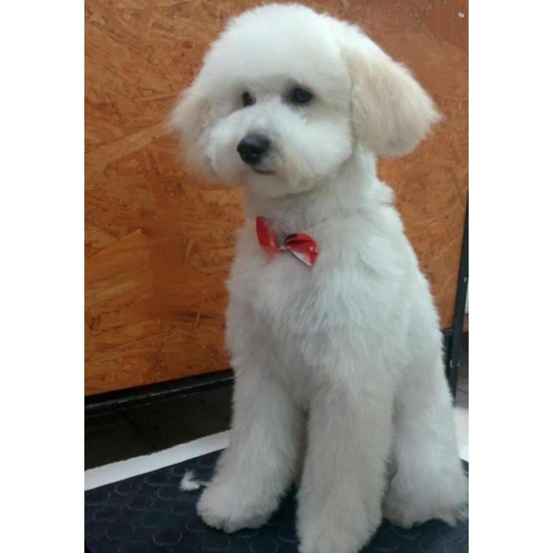 Caniche Toy - 3