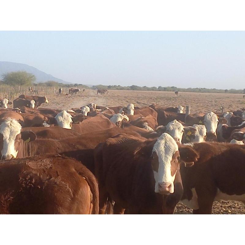 Campo Agricola Ganadero Catamarca 