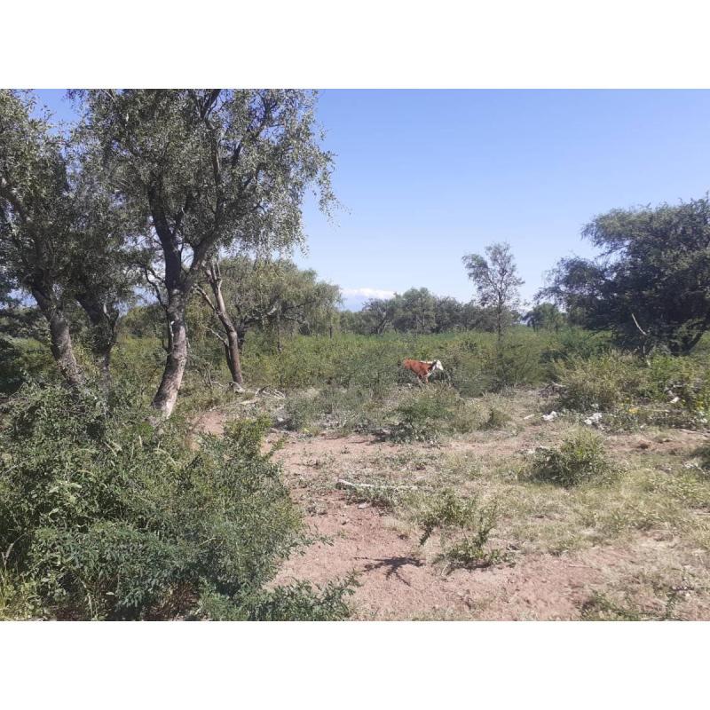 Campo Agricola Ganadero Catamarca - 5