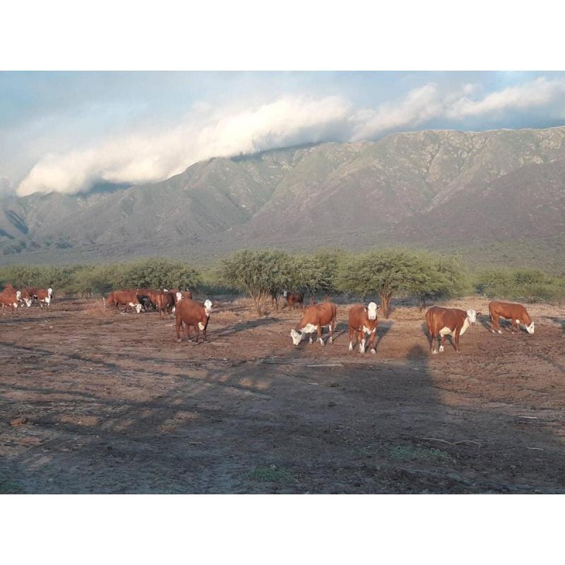 Campo Agricola Ganadero Catamarca - 8