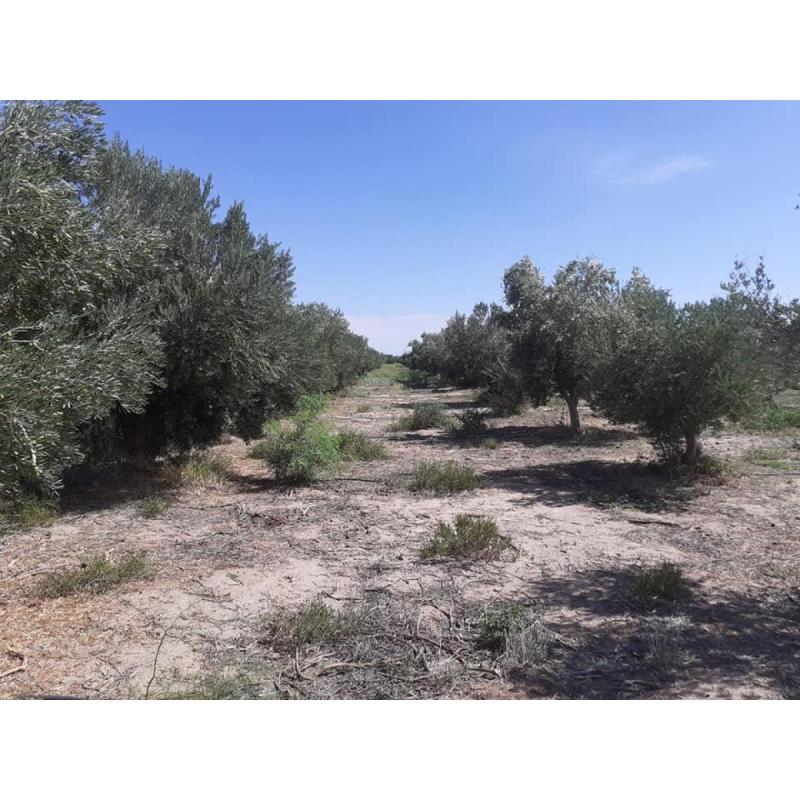 Finca Con Olivos Aimogasta La Rioja 