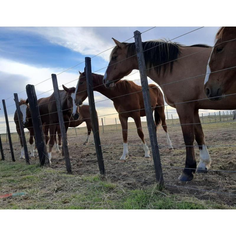 Espectacular Estancia en Bahía San Blas - 15