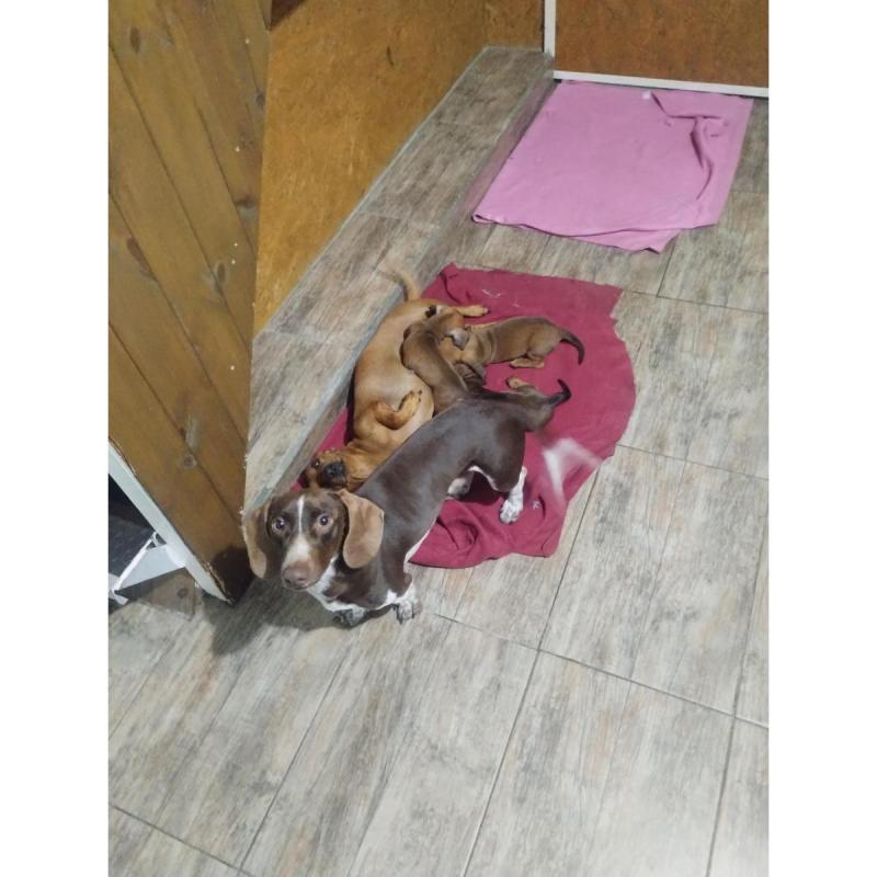 Hermosos perritos salchichas mini