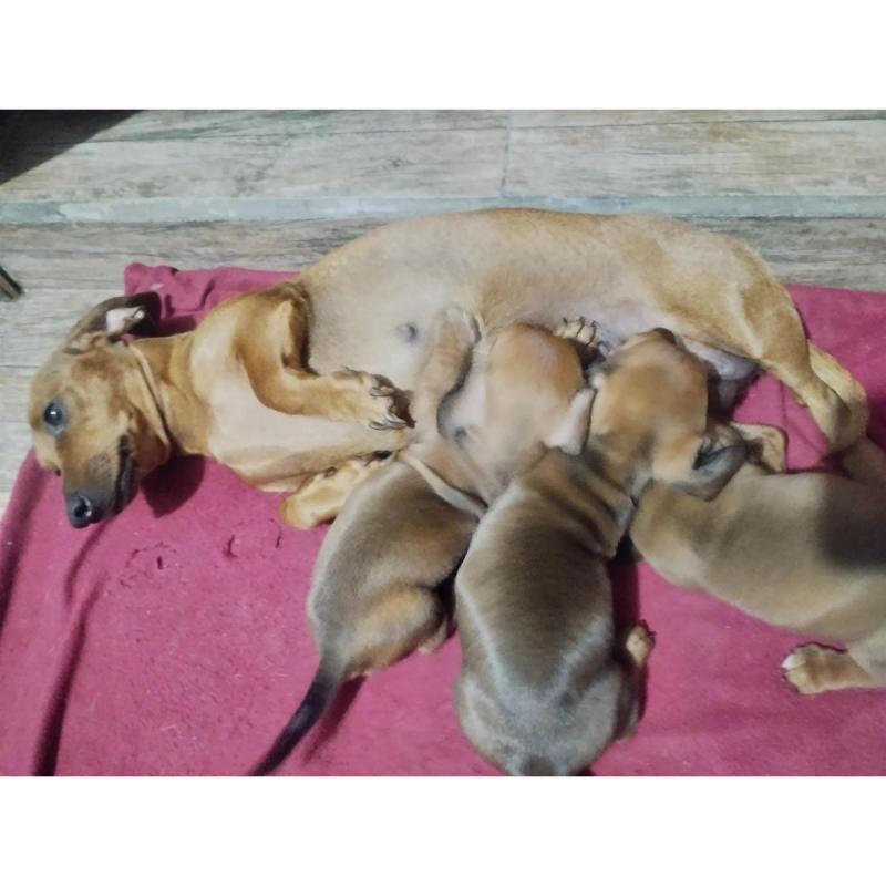 Hermosos perritos salchichas mini - 2