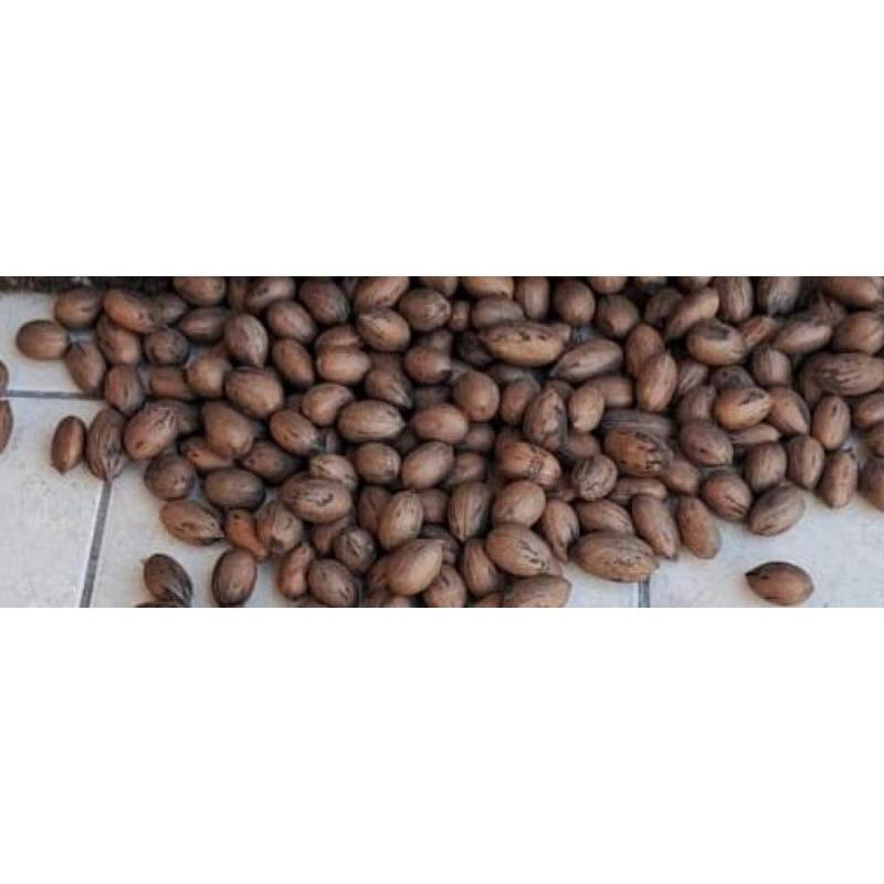 Vendo nuez de pecan - 2/2