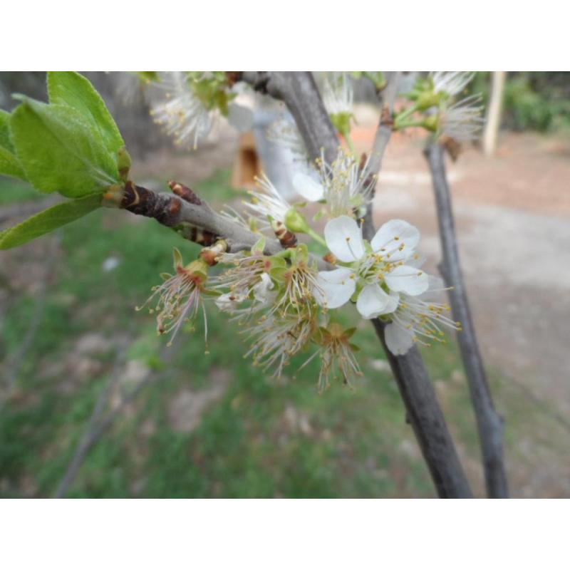Particular. Trelew. Terreno en la mejor zona residencial. - 4