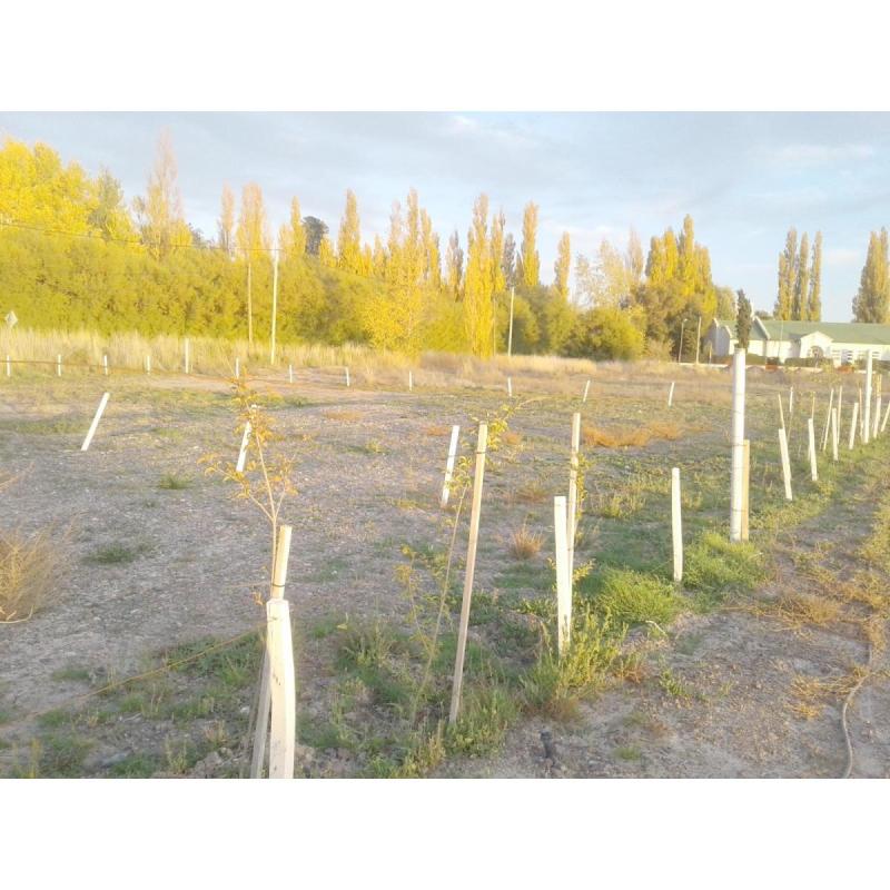 Particular. Trelew. Terreno en la mejor zona residencial. - 6