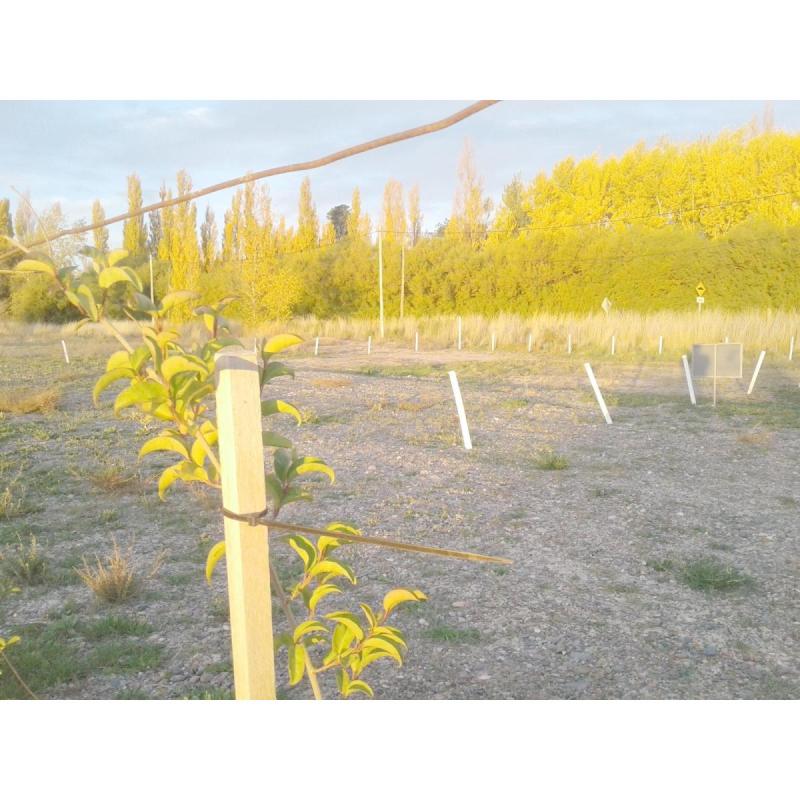 Particular. Trelew. Terreno en la mejor zona residencial. - 9