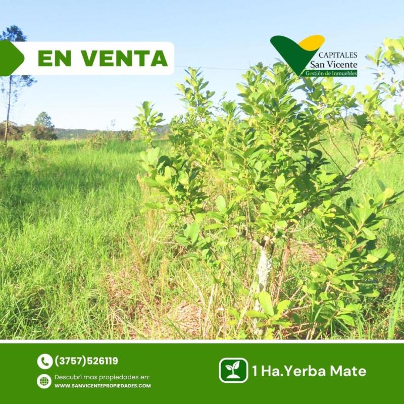 Chacra 27 ha San Vicente Misiones - 2
