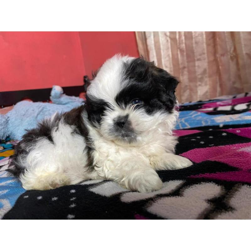 Perrito ShihTzu Macho