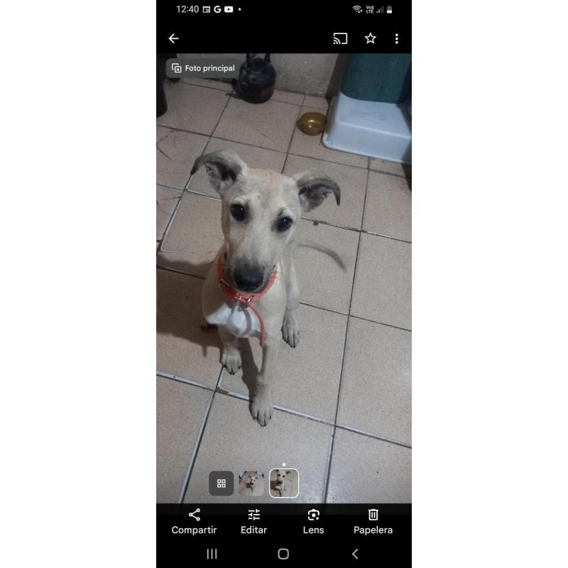 Cachorra cruza galgo