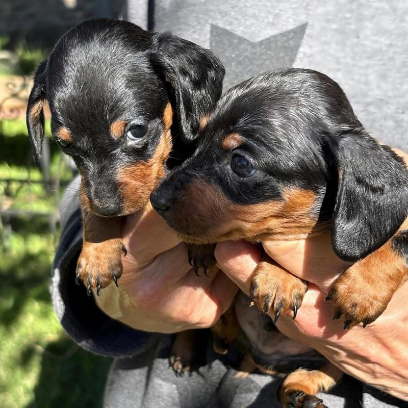 Dachchund salchichas miniatura arlequines y negros c/fuego