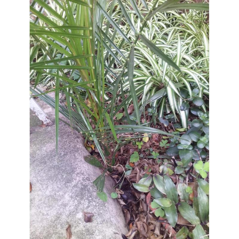 Palmera para exterior