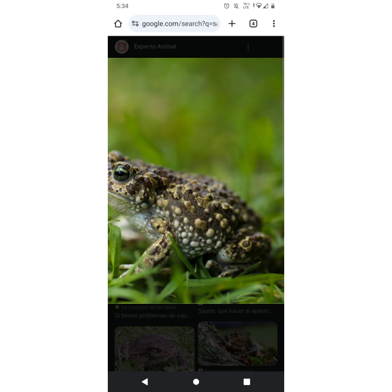 Vendo sapos de jardín