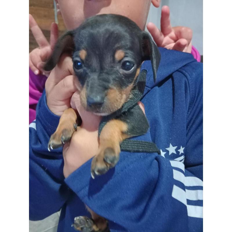 Cachorra salchicha - 1/3