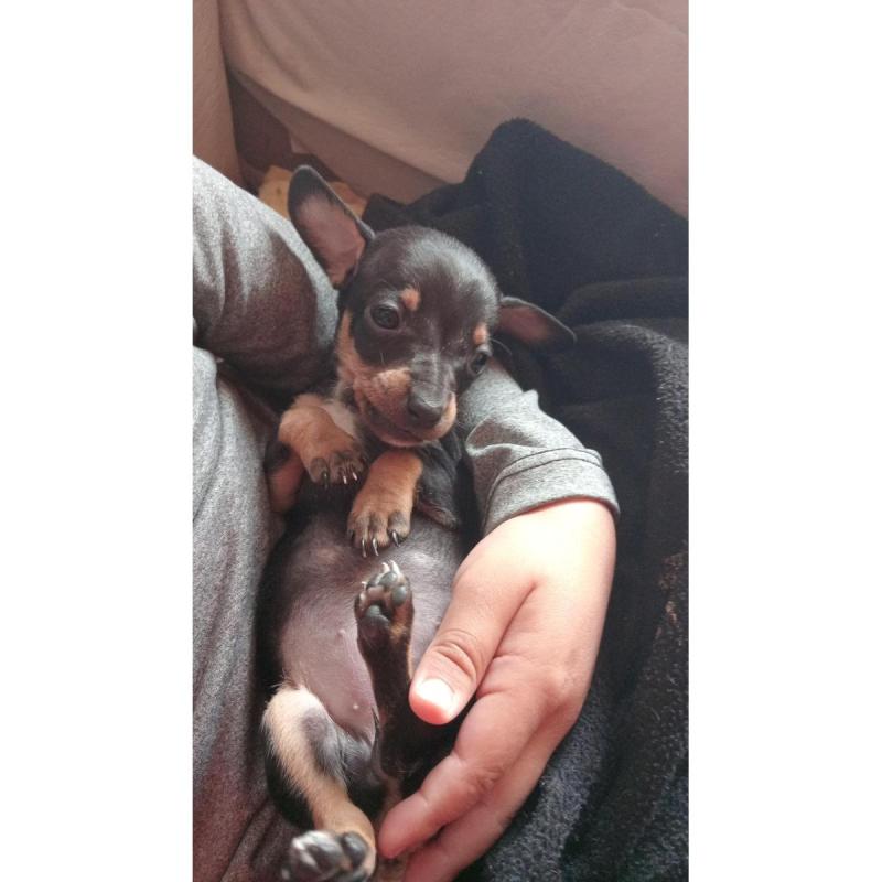 Cachorra salchicha - 2/3