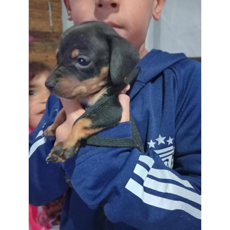 Cachorra salchicha - 3/3